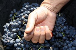 Bastide du gamay livet beaujeu 1