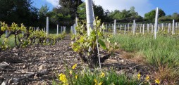 Vignes taillees Vignes taillees